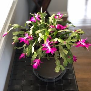 Meet your Posher, Erika